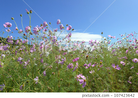 Cosmos field waving in the wind and blue sky, Iwate Prefecture, Gosho Lake Regional Park Cosmos field waving in the wind and blue sky, Iwate Prefecture, Gosho Lake Regional Park 107423642