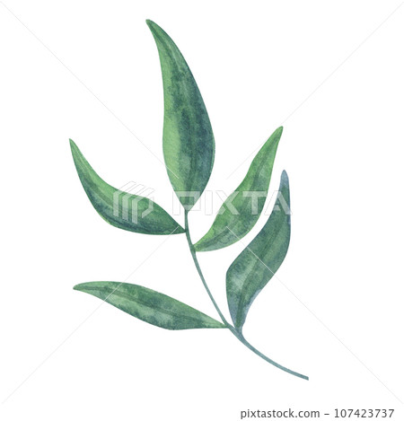 Green twig leaves, sprout. Botanical clipart. Hand drawn watercolor illustration isolated on white background. For design wedding cards, invitations 107423737