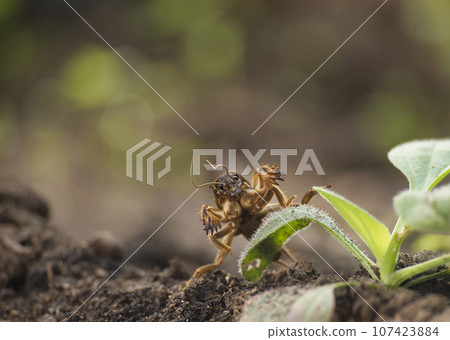 European mole cricket (Gryllotalpa gryllotalpa) European mole cricket (Gryllotalpa gryllotalpa) 107423884
