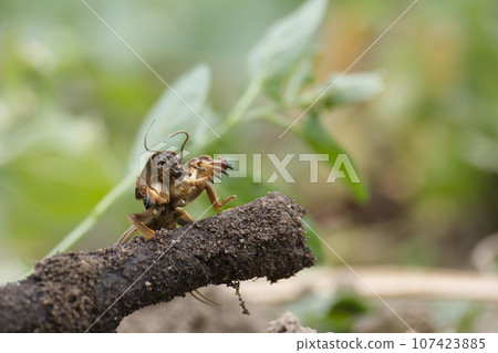 Mole cricket (Gryllotalpa gryllotalpa) Mole cricket (Gryllotalpa gryllotalpa) 107423885
