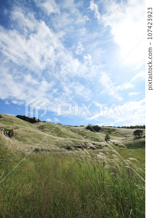 Autumn scenery with lush pampas grass Autumn scenery with lush pampas grass 107423923