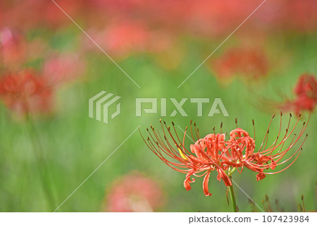Cluster amaryllis 107423984