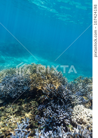 Okinawa Photo Miyako Island Blue coral reefs around Ogami Island Okinawa Photo Miyako Island Blue coral reefs around Ogami Island 107424198