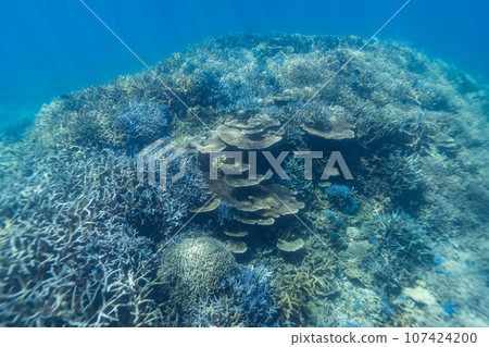 Okinawa Photo Miyako Island Blue coral reefs around Ogami Island Okinawa Photo Miyako Island Blue coral reefs around Ogami Island 107424200