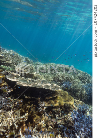 Okinawa Photo Miyako Island Blue coral reefs around Ogami Island 107424202