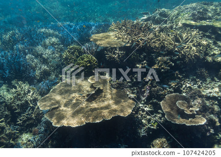 Okinawa Photo Miyako Island Blue coral reefs around Ogami Island 107424205