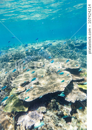 Okinawa Photo Miyako Island Blue coral reefs around Ogami Island Okinawa Photo Miyako Island Blue coral reefs around Ogami Island 107424214