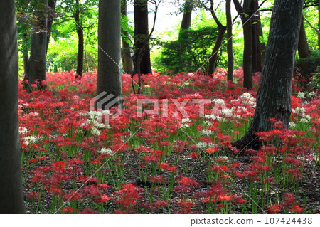 Red and white spider lily at Sokoin Temple in Matsudo City, Chiba Prefecture Red and white spider lily at Sokoin Temple in Matsudo City, Chiba Prefecture 107424438
