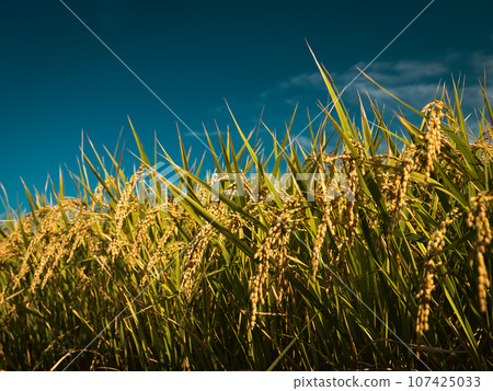Rice ears agriculture rice field Rice ears agriculture rice field 107425033