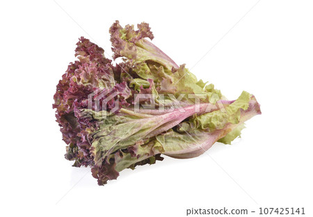 Red oak lettuce on white background. Red oak lettuce on white background. 107425141