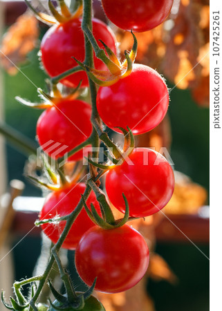 Cherry tomatoes Cherry tomatoes 107425261