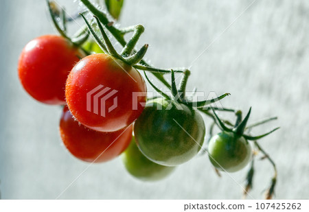 Cherry tomatoes Cherry tomatoes 107425262