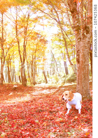 Autumn leaves and beagle dog 107425368
