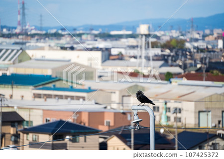 一隻烏鴉將翅膀停在北陸新幹線的架空電線支架上 | 有害鳥類的圖片 107425372