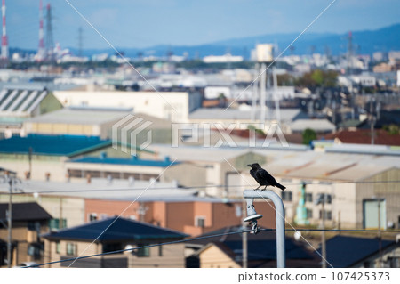 一隻烏鴉將翅膀停在北陸新幹線的架空電線支架上 | 有害鳥類的圖片 107425373