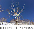 Snowy mountain in Hokkaido Betula ermanii and powder snow 107425409