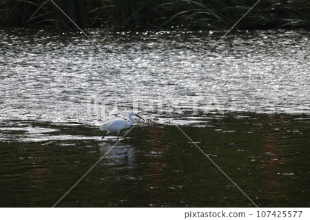 heron aiming for fish heron aiming for fish 107425577
