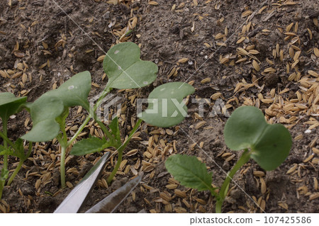 Radish thinning work 107425586