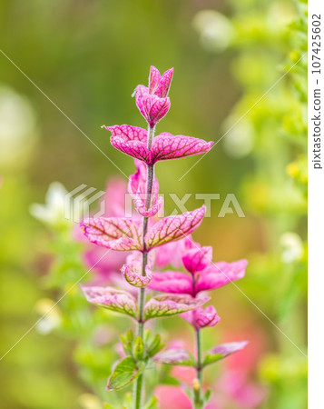 Salvia pink flowers with green leaves Blossom, medicinal plant in summer, close-up Salvia pink flowers with green leaves Blossom, medicinal plant in summer, close-up 107425602