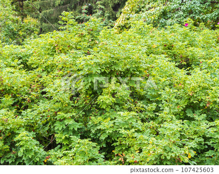Rosehip in the spring. Young leaves of wild rose in spring. Rosehip bush. 107425603