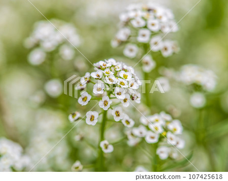 Dainty purple and white flowers of Lobularia maritima Alyssum maritimum, sweet alyssum or sweet alison 107425618