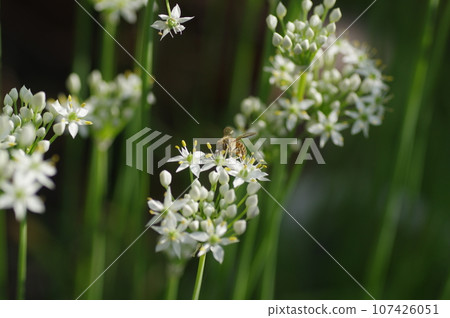 Nira flowers and bees 107426051