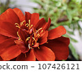 Marigold  107426121