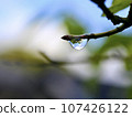 Water droplets 107426122