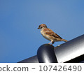 Chunsuke the sparrow, the guardian bird of our roof tiles 107426490