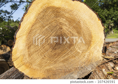 Cut logs 107426591