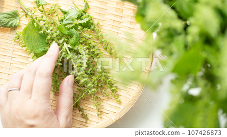 女人的手拿著紫甦的耳朵 女人的手拿著紫甦的耳朵 107426873