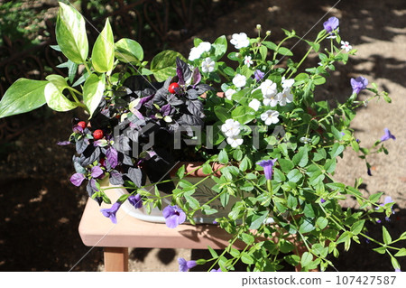 使用觀賞辣椒種植花卉 107427587