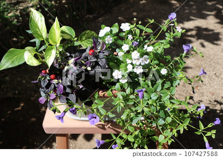 使用觀賞辣椒種植花卉 107427588