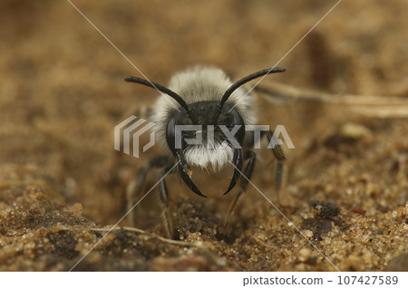 Facial closeup on a male Grey-backed mining bee, Andrena vaga, threatening with open jaws Facial closeup on a male Grey-backed mining bee, Andrena vaga, threatening with open jaws 107427589