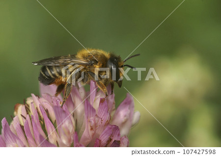 Closeup of a female Willughby's leaf-cutter bee , Megachile willughbiella, on a red clover Closeup of a female Willughby's leaf-cutter bee , Megachile willughbiella, on a red clover 107427598