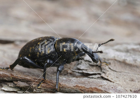 Closeup on a large dark weevil, Liparus germanus, sitting on wood Closeup on a large dark weevil, Liparus germanus, sitting on wood 107427610