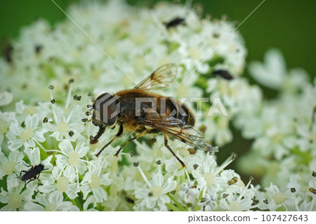 Closeup on the Spot-winged Drone Fly, Eristalis rupium sitting on a white Heracleum flower Closeup on the Spot-winged Drone Fly, Eristalis rupium sitting on a white Heracleum flower 107427643
