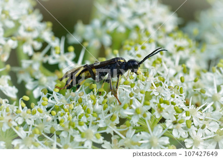 Closeup on a Tenthredo trabeata sawfly on white Heracleum flowers Closeup on a Tenthredo trabeata sawfly on white Heracleum flowers 107427649