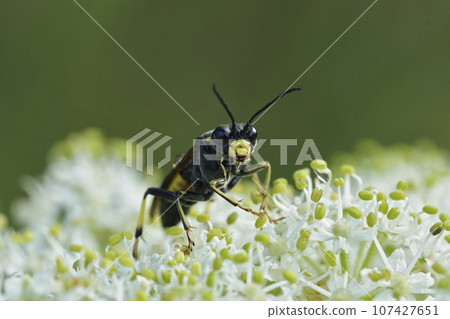 Closeup on a Tenthredo trabeata sawfly on white Heracleum flowers Closeup on a Tenthredo trabeata sawfly on white Heracleum flowers 107427651