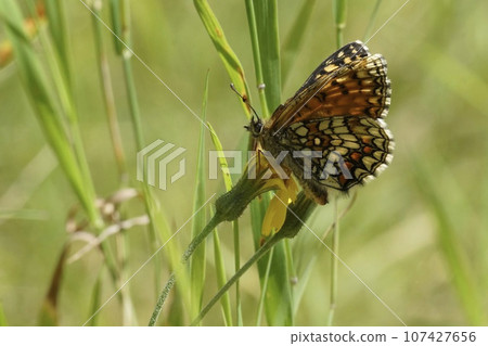 Lateral closeup on a colorful fritillary butterfly, Melitaea, with half open wings sitting in the grass 107427656