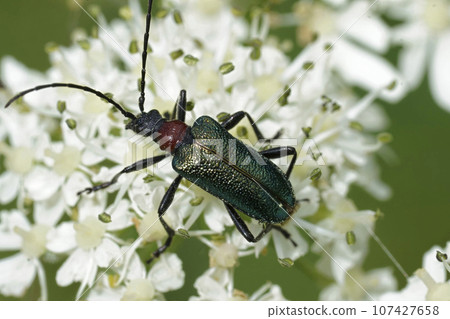 Closeup on the colorful green red metallic longhorn beetle, Gaurotes virginea sitting on white Heracleum flower 107427658