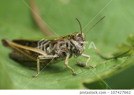Closeup on a European Common Green Grasshopper, Omocestus viridulus sitting on a green leaf Closeup on a European Common Green Grasshopper, Omocestus viridulus sitting on a green leaf 107427662
