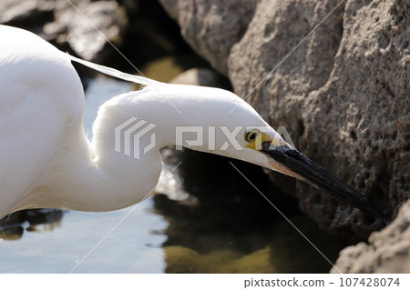 A little heron (Egret) searching for prey in a pond A little heron (Egret) searching for prey in a pond 107428074