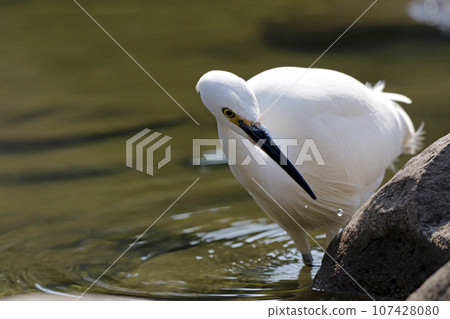 一隻小蒼鷺（白鷺）在池塘裡尋找獵物 107428080