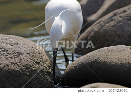 一隻小蒼鷺(白鷺)在池塘裡尋找獵物 一隻小蒼鷺(白鷺)在池塘裡尋找獵物 107428081