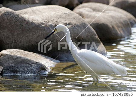 A little heron (Egret) searching for prey in a pond 107428090