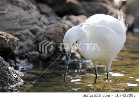 A little heron (Egret) searching for prey in a pond 107428093