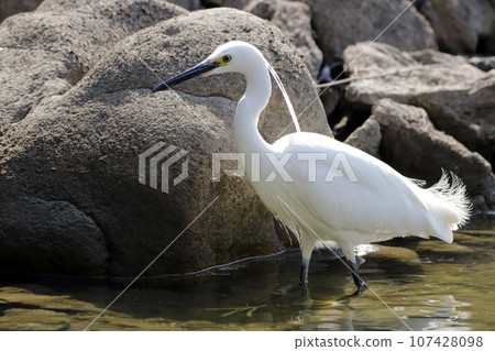A little heron (Egret) searching for prey in a pond A little heron (Egret) searching for prey in a pond 107428098