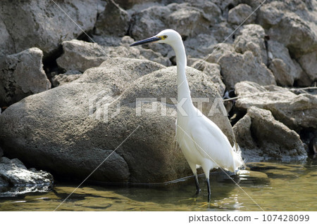 A little heron (Egret) searching for prey in a pond A little heron (Egret) searching for prey in a pond 107428099
