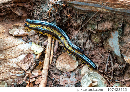 Worm on the way to the Gruta da Lapa Doce cave, Chapada Diamantina in Bahia, Brazil. Worm on the way to the Gruta da Lapa Doce cave, Chapada Diamantina in Bahia, Brazil. 107428213